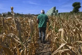 « CETTE ANNÉE, LA CATASTROPHE EST ARRIVÉE » : LES RÉCOLTES DE MAÏS DÉGRINGOLENT EN FRANCE, L’ÉTAT APPELÉ À LA RESCOUSSE