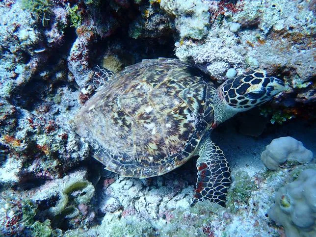 DES TORTUES ET DES POISSONS ÉQUIPÉS DE MOUCHARDS ? LA CHINE SE MÉFIE DE TOUT TYPE D’ESPION