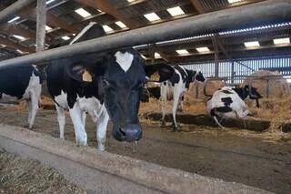 MOINS DE LAIT POUR LES VACHES, RISQUE DE « COUP DE SOLEIL » POUR LES POMMES : LA CANICULE FAIT DES DÉGÂTS EN NORMANDIE