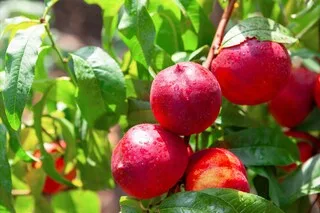 PÊCHES, NECTARINES ET BRUGNONS : QUELLE EST LA DIFFÉRENCE ? CE QU’IL FAUT SAVOIR