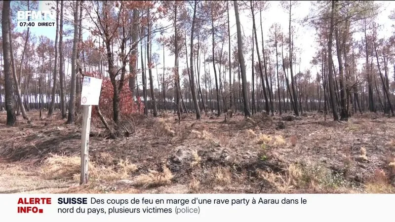 APRÈS LES INCENDIES DÉVASTATEURS EN GIRONDE, QUE FAIRE DES TONNES DE BOIS BRÛLÉS?