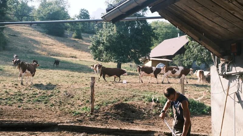 « UN MATIN, PLUS UNE GOUTTE D’EAU, LES VACHES NE POUVAIENT PAS BOIRE »: LA FABRICATION DU REBLOCHON MENACÉE PAR LA CANICULE