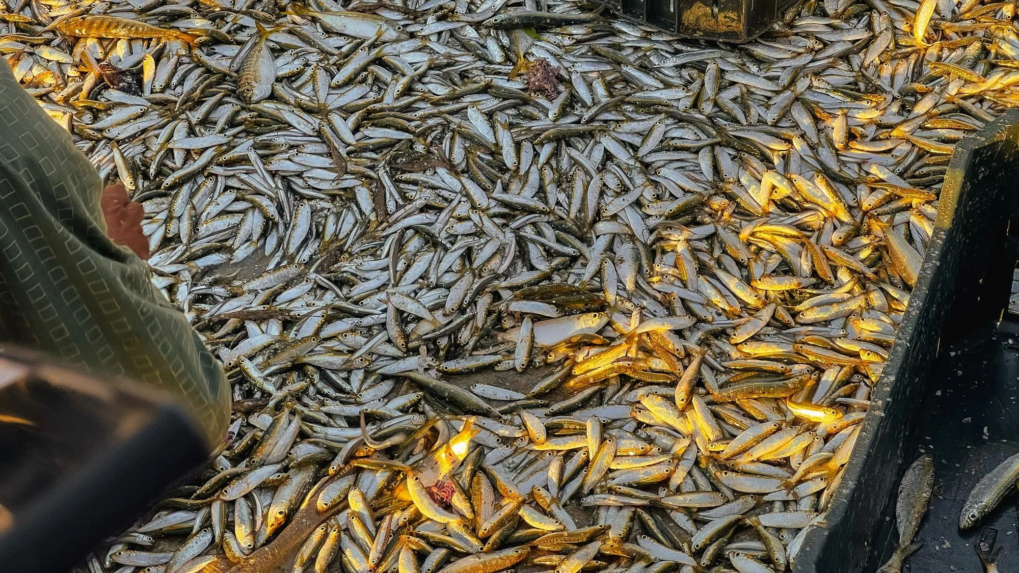 AU CANADA, CE VILLAGE QUI SENTAIT LE POISSON POURRI DEPUIS 20 ANS VA ENFIN POUVOIR RESPIRER