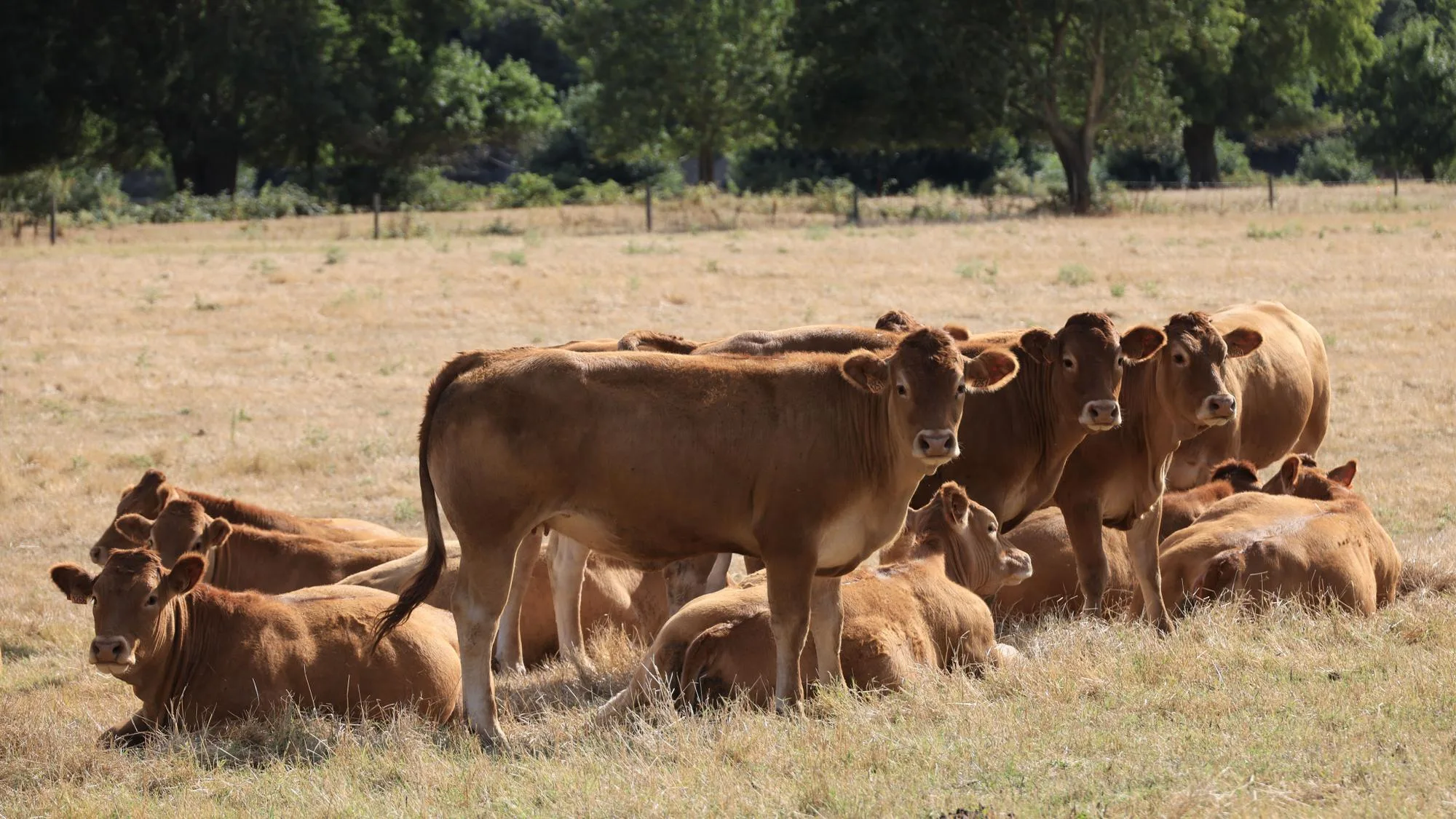 ENTRE LES CANICULES ET LA SÉCHERESSE, CET ÉTÉ EST AUSSI INFERNAL POUR LES AGRICULTEURS