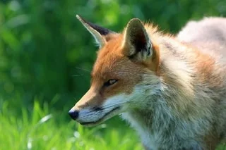 LE JEUNE RENARD QUI AVAIT MORDU DEUX PERSONNES SERA FINALEMENT CAPTURÉ ET PAS ABATTU, ANNONCE LA PRÉFECTURE