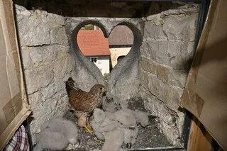 DEUX BÉBÉS FAUCONS CRÉCERELLES NAISSENT DANS UN DOMAINE AMÉNAGÉ POUR ACCUEILLIR LA FAUNE SAUVAGE DANS LA LOIRE