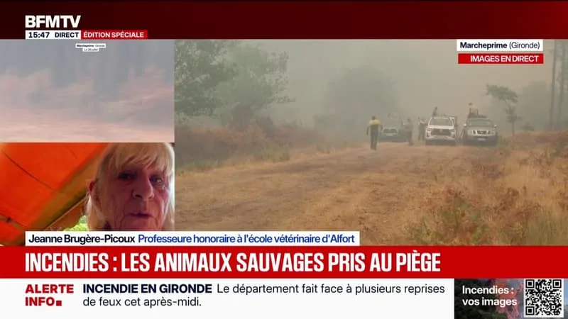 INCENDIES: « C’EST ÉVIDENT QU’IL Y AURA UN PROBLÈME AU NIVEAU DE LA BIODIVERSITÉ », SOULIGNE JEANNE BRUGÈRE-PICOUX, PROFESSEURE HONORAIRE À L’ÉCOLE VÉTÉRINAIRE D’ALFORT