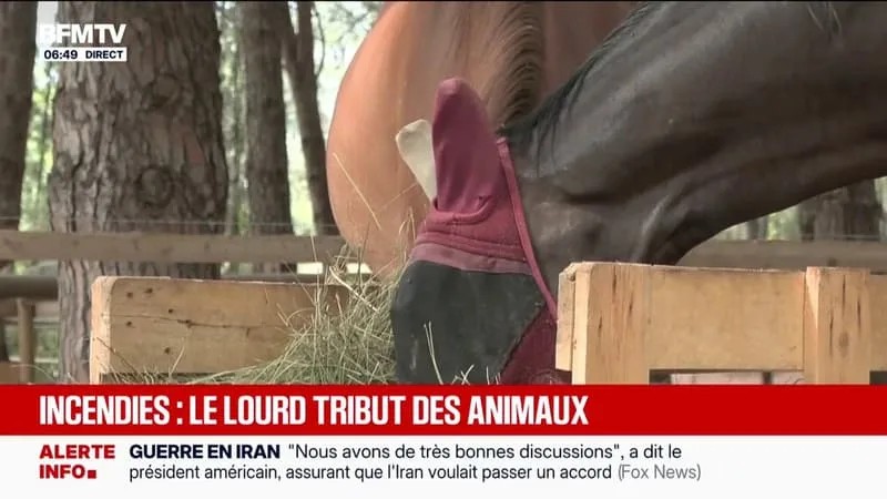 CES ANIMAUX DOIVENT SE REMETTRE DU TRAUMATISME DES INCENDIES