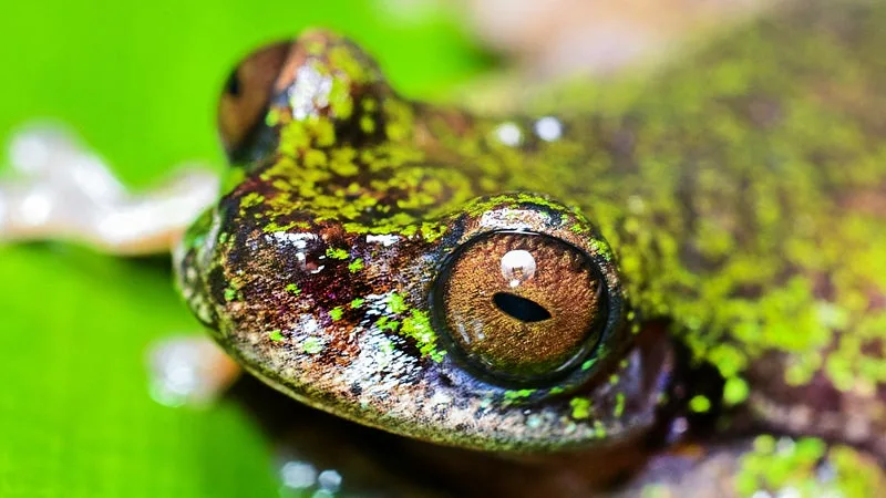 PAS PLUS DE 18 MM DE LONG: UNE NOUVELLE ESPÈCE DE GRENOUILLE MINUSCULE, APPELÉE « DÉCONCERTANTE », DÉCOUVERTE EN ÉQUATEUR