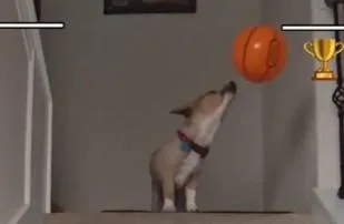 SAN ANTONIO-NEW YORK : D’APRÈS LE CHIEN AIR CORGI, WEMBANYAMA ET LES SPURS SERONT CHAMPIONS NBA