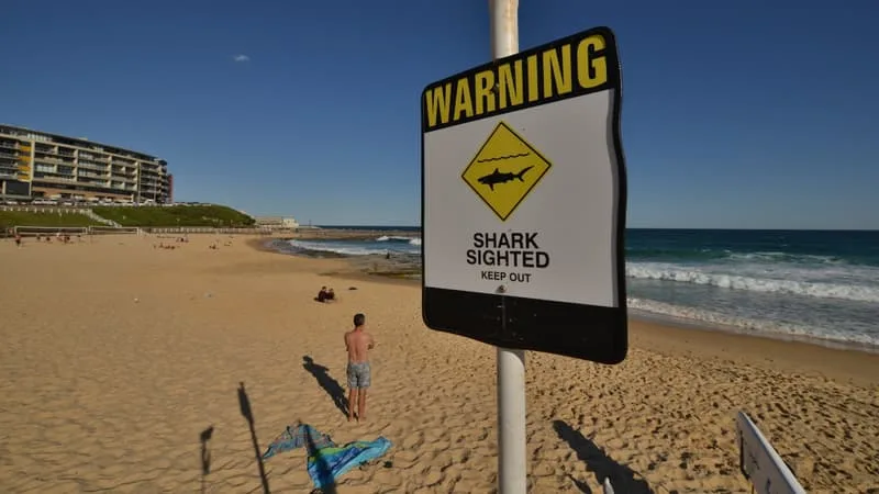 UNE « GRAVE » ATTAQUE: UN PLONGEUR TUÉ PAR UN REQUIN DE 4,5 MÈTRES DE LARGE EN AUSTRALIE