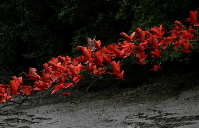 OBSERVER LES OISEAUX, C’EST UNE FAÇON DE VOIR LE MONDE