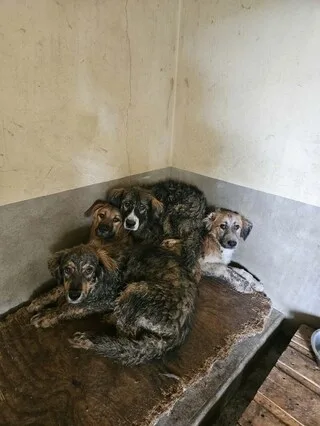 « ILS ÉTAIENT TERRORISÉS, AMAIGRIS, TRÈS SALES, ET RECOUVERTS DE PUCES » : QUATRE CHIENS SAUVÉS PAR LA SPA, EN MAYENNE