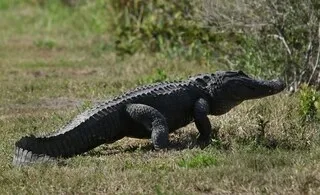 « IL Y AVAIT DU SANG PARTOUT » : UN HOMME SAUVE UNE FEMME ATTAQUÉE PAR UN ALLIGATOR