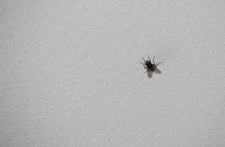 POURQUOI LES MOUCHES ET AUTRES INSECTES AIMENT TANT SE POSER SUR NOTRE PLAFOND ?