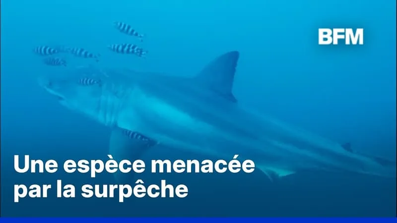 UN GRAND REQUIN BLANC FILMÉ POUR LA PREMIÈRE FOIS DANS LA MÉDITERRANÉE