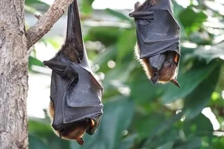 « DU BRUIT 7 JOURS SUR 7 ET 24 H/24 » : LE TOIT DE LA MAISON D’UNE FAMILLE ENVAHIE PAR 400 CHAUVES-SOURIS PRÈS DE LYON