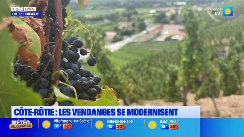 LES VENDANGES COMMENCENT CETTE SEMAINE ET SE MODERNISENT AU SUD DE LYON