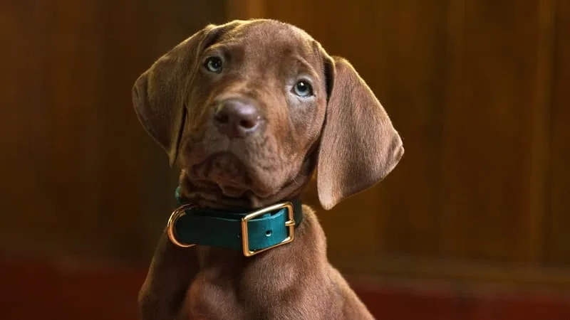 « SCOOBY-DOO »: NETFLIX DÉVOILE UNE PREMIÈRE BANDE ANNONCE DE SA SÉRIE EN LIVE-ACTION