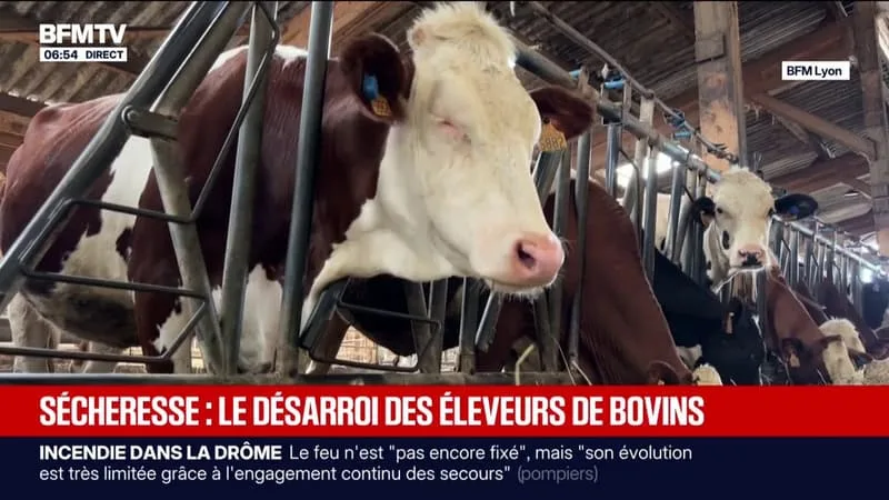 COMMENT LA SÉCHERESSE COMPLIQUE L’ALIMENTATION DES BOVINS