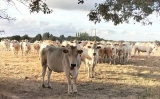 LES VISITES À LA FERME, UN INCONTOURNABLE BRETON