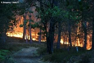 FEU EN FORÊT DE FONTAINEBLEAU : DES TRAVAUX À L’ORIGINE DE L’INCENDIE, DEUX OUVRIERS MIS EN EXAMEN