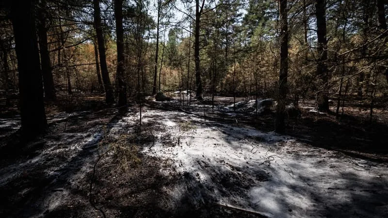 RÉOUVERTURE DE FONTAINEBLEAU: QUELLES PRÉCAUTIONS POUR ÉVITER LES DÉPARTS DE FEU LORS D’UNE BALADE EN FORÊT