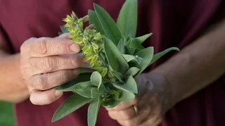 CETTE PLANTE APAISANTE ET BONNE POUR LA DIGESTION EST FACILE À CULTIVER CHEZ VOUS : VOICI COMMENT L’UTILISER