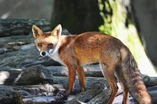 RENARDS, FOUINES, CORBEAUX : LE GOUVERNEMENT PUBLIE LA LISTE DES « NUISIBLES » POUVANT ÊTRE TUÉS