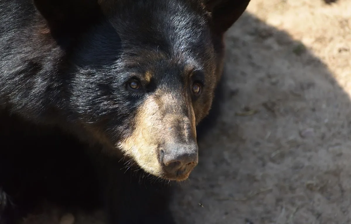 ETATS-UNIS : UN OURS RENTRE PAR LA FENÊTRE ET ATTAQUE UNE ADOLESCENTE DE 17 ANS DANS SON SOMMEIL