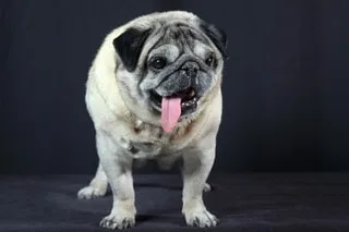 ABANDONNÉE EN CORÉE DU SUD, CETTE FEMELLE CARLIN DE 6 ANS DÉCROCHE LE TITRE DE « CHIEN LE PLUS LAID DU MONDE »