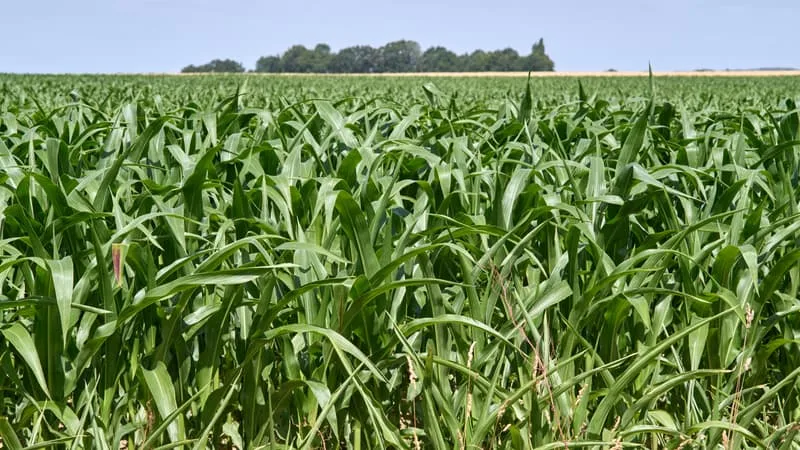 ELLE PRODUIT À ELLE SEULE LA MOITIÉ DE TOUT LE MAÏS DE L’UE (ET SANS LES NORMES): L’UKRAINE EST L’AMIE DE L’EUROPE MAIS L’ENTRÉE DANS L’UE DE CE GÉANT CÉRÉALIER SERAIT UN « COUP DE GRÂCE POUR L’AGRICULTURE FRANÇAISE »