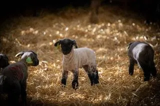REPORTAGE. « ON LEUR DONNE PARFOIS LE BIBERON » : LA JOYEUSE EFFERVESCENCE DE L’AGNELAGE DANS CET ÉLEVAGE DE PRÉS-SALÉS