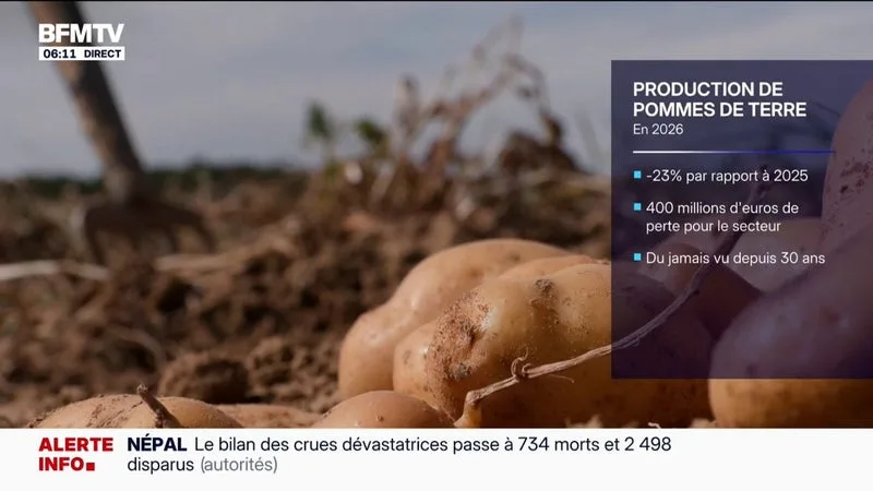À CAUSE DE LA SÉCHERESSE ET DES VAGUES DE CHALEUR À RÉPÉTITION, LES PRODUCTEURS DE POMME DE TERRE S’ATTENDENT À UNE BAISSE DE 25%