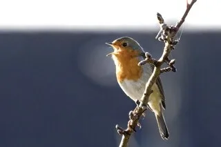 COMMENT LES OISEAUX COMPOSENT-ILS LEURS MÉLODIES ? CETTE AMBITIEUSE ÉTUDE FRANÇAISE DÉVOILE LEURS SECRETS