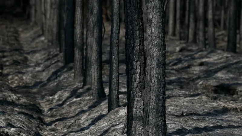 IL FAUT VITE COUPER LE BOIS BRÛLÉ, AU RISQUE DE VOIR DES PARASITES SE DÉVELOPPER: LE GOUVERNEMENT RECONNAÎT LES INCENDIES DE GIRONDE ET DES LANDES COMME UN « SINISTRE DE GRANDE AMPLEUR »