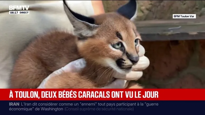 TOULON: AU PARC ANIMALIER DU MONT FARON, DEUX NOUVEAUX BÉBÉS CARACALS SONT DEVENUS DE VRAIS MASCOTTES