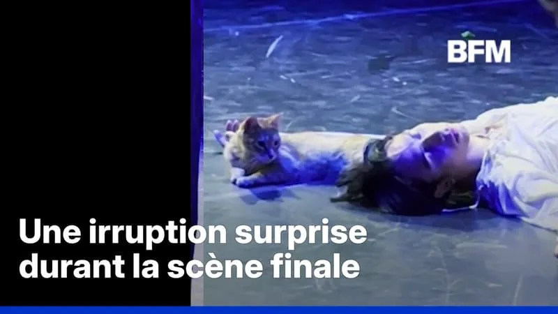TURQUIE: UN CHAT VOLE LA VEDETTE LORS D’UNE REPRÉSENTATION DE ROMÉO ET JULIETTE