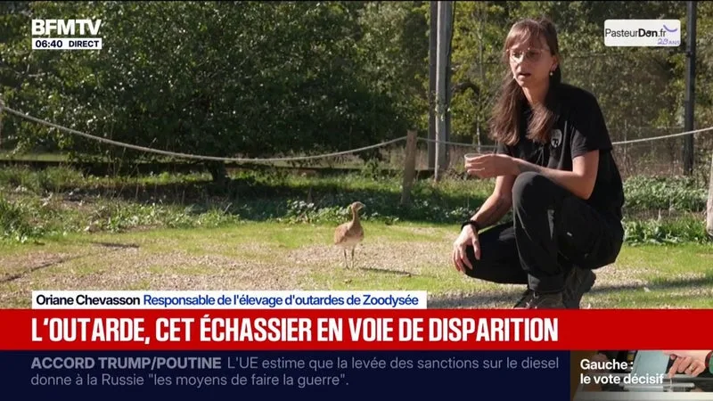 L’OUTARDE CANEPETIÈRE, UNE ESPÈCE D’OISEAU EN VOIE DE DISPARITION EN FRANCE