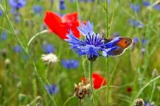 C’EST L’ÉTÉ AU JARDIN : ENVOYEZ-NOUS VOS PLUS BELLES PHOTOS
