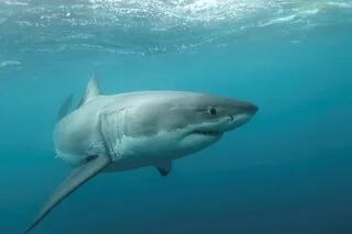 « C’ÉTAIT COMME SE BATTRE CONTRE UN DINOSAURE »: UNE AUSTRALIENNE RACONTE COMMENT ELLE A SURVÉCU À L’ATTAQUE D’UN REQUIN