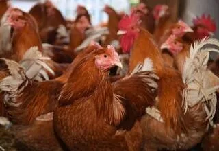 « CE QUI SE PASSE EST CATASTROPHIQUE » : LES ÉLEVEURS DÉMUNIS FACE AUX MILLIERS D’ANIMAUX MORTS DE LA CHALEUR