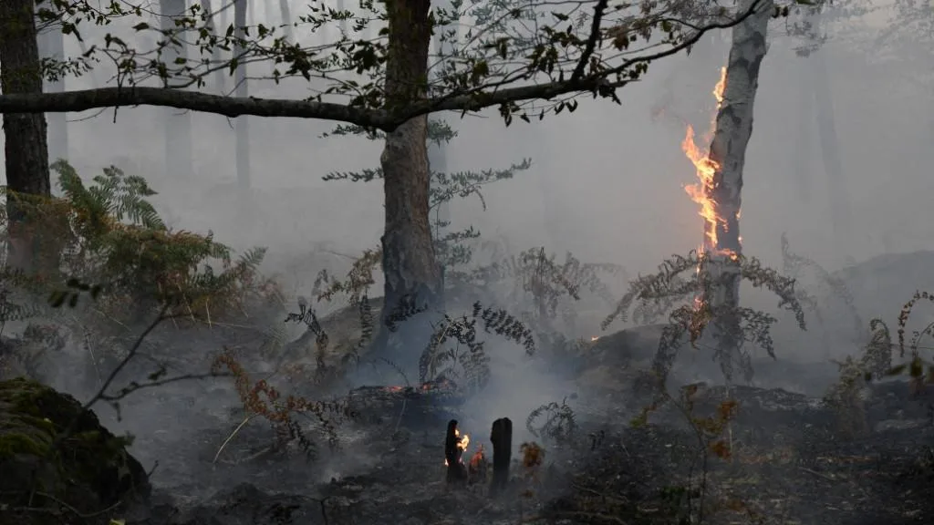 INCENDIES À FONTAINEBLEAU : DEUX OUVRIERS DE L’A6 MIS EN EXAMEN, LEUR DISQUEUSE AURAIT MIS LE FEU