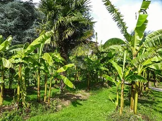 « UN CLIMAT OCÉANIQUE IDÉAL POUR LES PLANTES TROPICALES » : À NANTES, CE PARC ABRITE D’ÉTONNANTES ESPÈCES EXOTIQUES