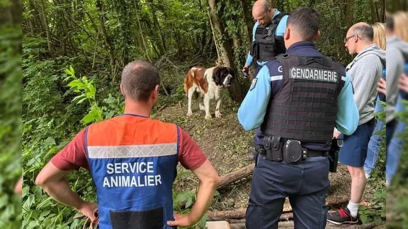 UN HOMME INTERPELLÉ PAR LES GENDARMES APRÈS L’ABANDON D’UN CHIEN DANS UN BOIS DU PAS-DE-CALAIS