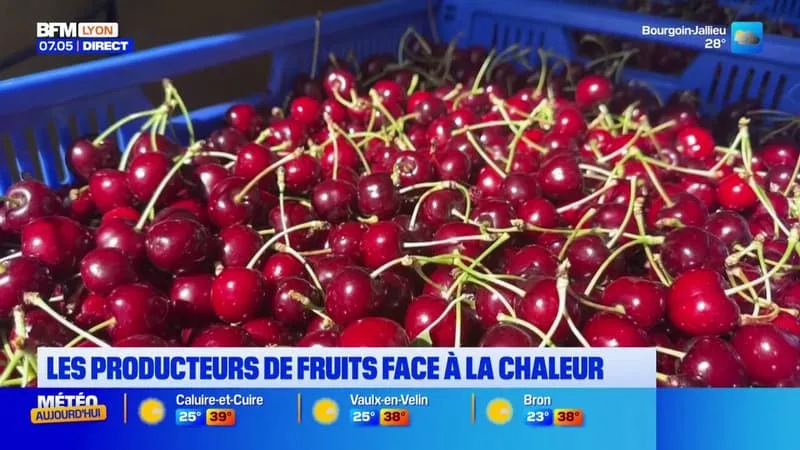 LES PRODUCTEURS DE FRUITS FACE À LA CHALEUR