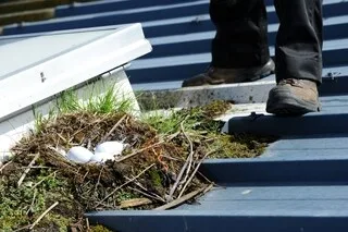 QUELS SONT LES EFFETS DES POLLUANTS ÉTERNELS SUR LE CERVEAU ? CE QUE RÉVÈLENT… LES GOÉLANDS
