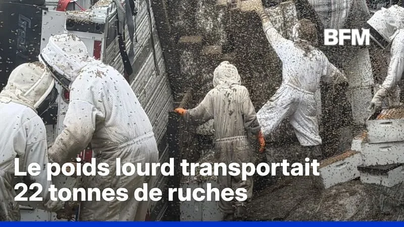 ÉTATS-UNIS: UN CAMION TRANSPORTANT DEUX MILLIONS D’ABEILLES SE RENVERSE SUR UNE ROUTE