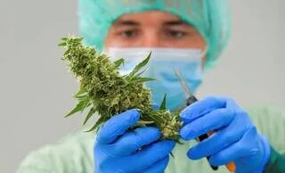 CANNABIS MÉDICAL : APRÈS L’EXPÉRIMENTATION MENÉE PENDANT CINQ ANS, LA LOI VA-T-ELLE CHANGER ?