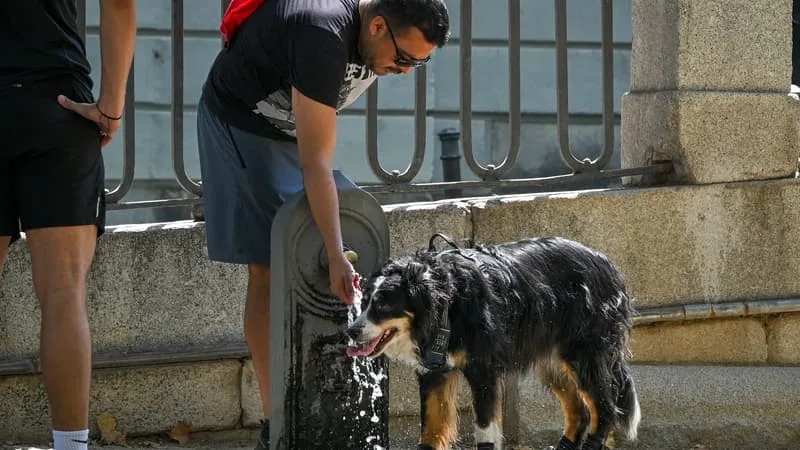 FORTES CHALEURS: COMMENT AIDER VOS ANIMAUX DE COMPAGNIE À SUPPORTER LES TEMPÉRATURES?